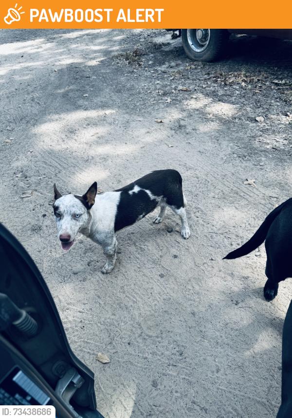 Found/Stray Male Dog last seen Intersection of 3080 and 316, Van Zandt County, TX 75124
