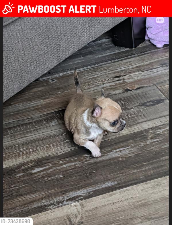 Lost Male Dog last seen Behind the bowling alley in apmt complex - Godwin apmts, Lumberton, NC 28358