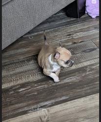 Lost Male Dog last seen Behind the bowling alley in apmt complex - Godwin apmts, Lumberton, NC 28358