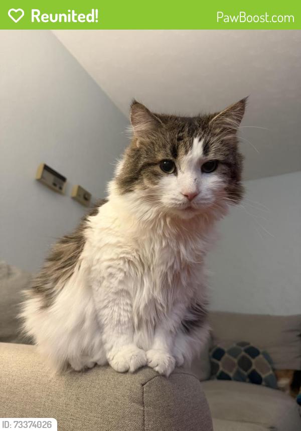 Reunited Male Cat last seen Allouez Ave, East River Drive, Libal St, Green Bay, WI 54301