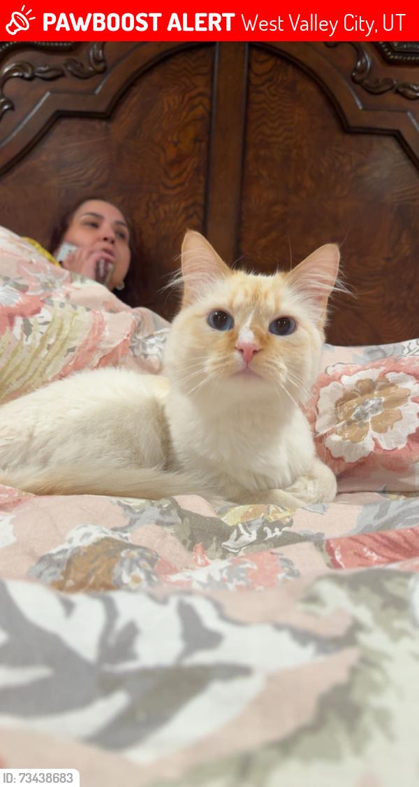 Lost Female Cat last seen By my hse, West Valley City, UT 84128