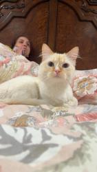 Lost Female Cat last seen By my hse, West Valley City, UT 84128