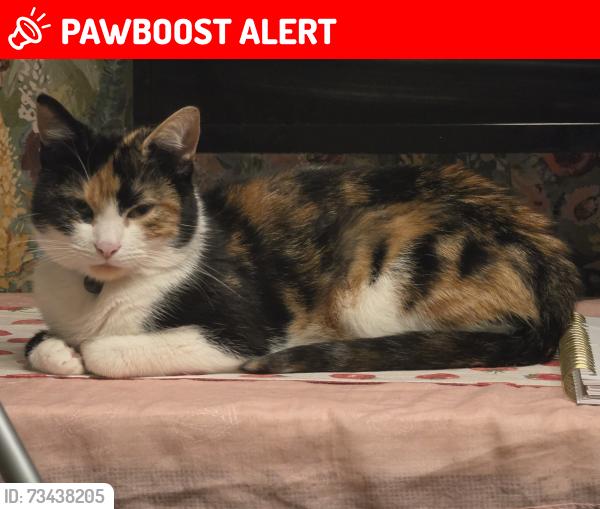 Lost Female Cat last seen St John's church, Greater Manchester, England M9 4NT