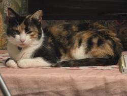 Lost Female Cat last seen St John's church, Greater Manchester, England M9 4NT