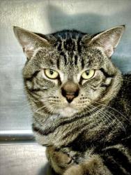 Shelter Stray Male Cat last seen , 11361 W Pico Blvd, Los Angeles, CA 90064, USA