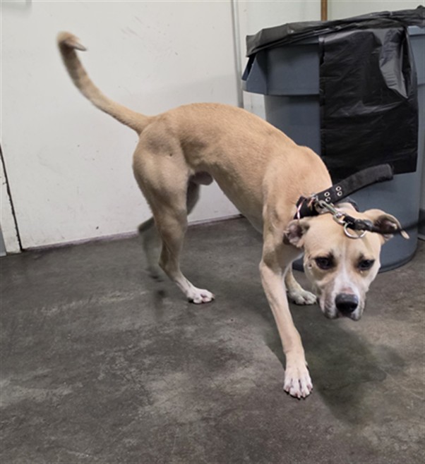 Shelter Stray Male Dog last seen , 1850 W 60th St, Los Angeles, CA 90047, USA