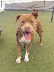 Shelter Stray Female Dog last seen , 11361 W Pico Blvd, Los Angeles, CA 90064, USA