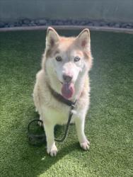 Shelter Stray Female Dog last seen , 14409 Vanowen St, Van Nuys, CA 91405, USA