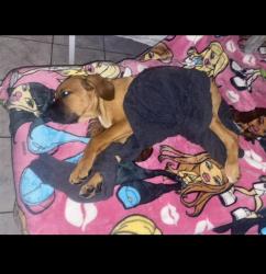 Shelter Stray Female Dog last seen Near BLK E 52ND ST, 7700 E Spring St, Long Beach, CA 90815, USA
