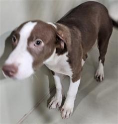 Shelter Stray Female Dog last seen Near BLOCK M ST, MOJAVE CA 93501, 3951 Fruitvale Ave, Bakersfield, CA 93308, USA