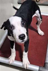 Shelter Stray Female Dog last seen Near BLOCK M ST, MOJAVE CA 93501, 3951 Fruitvale Ave, Bakersfield, CA 93308, USA