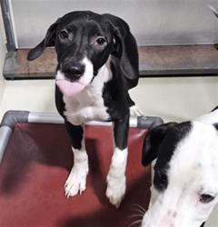 Shelter Stray Female Dog last seen Near BLOCK M ST, MOJAVE CA 93501, 3951 Fruitvale Ave, Bakersfield, CA 93308, USA