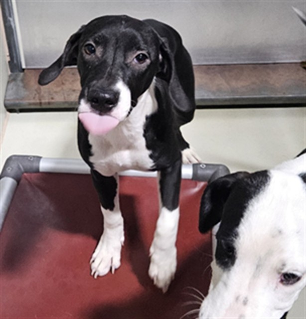 Shelter Stray Female Dog last seen Near BLOCK M ST, MOJAVE CA 93501, 3951 Fruitvale Ave, Bakersfield, CA 93308, USA