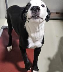 Shelter Stray Female Dog last seen Near BLOCK M ST, MOJAVE CA 93501, 3951 Fruitvale Ave, Bakersfield, CA 93308, USA