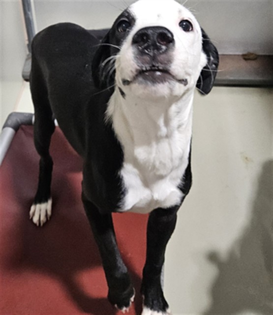 Shelter Stray Female Dog last seen Near BLOCK M ST, MOJAVE CA 93501, 3951 Fruitvale Ave, Bakersfield, CA 93308, USA
