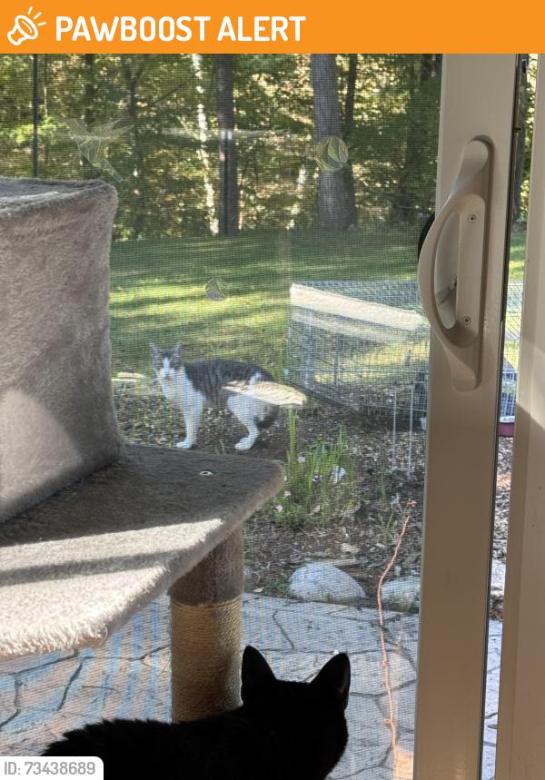 Found/Stray Male Cat last seen Lower Lake Forest Rd Port Washington/Belgoum, Port Washington, WI 53074