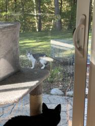Found/Stray Male Cat last seen Lower Lake Forest Rd Port Washington/Belgoum, Port Washington, WI 53074
