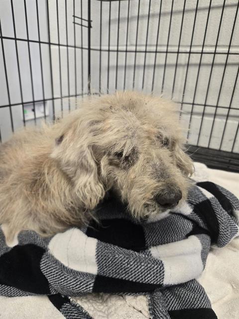 Shelter Stray Male Dog last seen CULEBRA AND 36, 4710 TX-151, San Antonio, TX 78227, USA