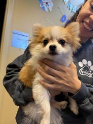 Found/Stray Male Dog last seen IHOP Indian Trail, Indian Trail, NC 28079