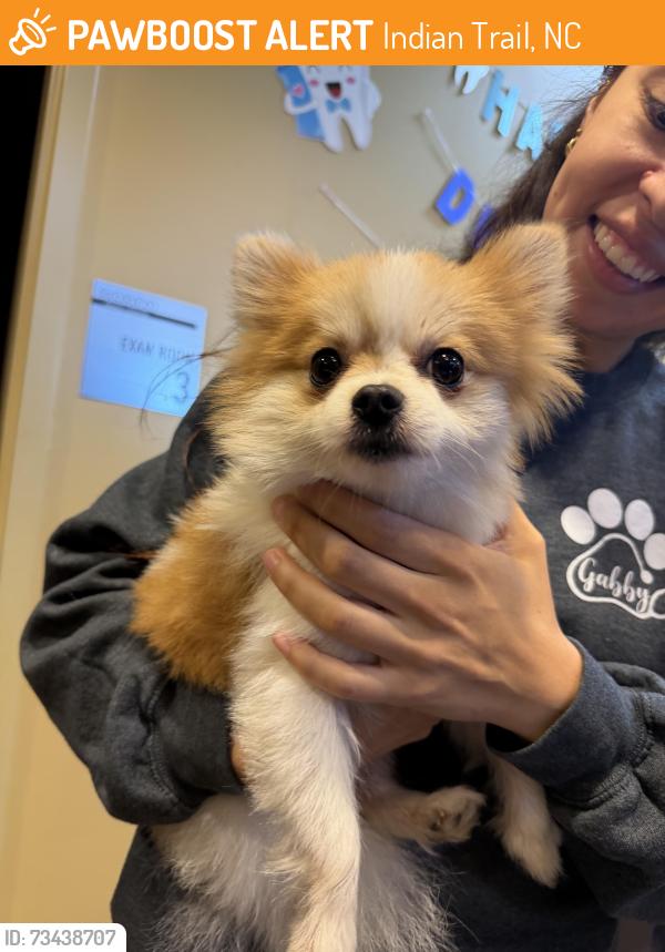 Found/Stray Male Dog last seen IHOP Indian Trail, Indian Trail, NC 28079