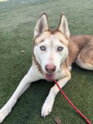 Shelter Stray Female Dog last seen , West Valley Animal Shelter, 20655 Plummer St, Chatsworth, CA 91311, USA