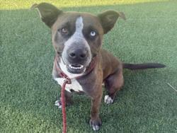 Shelter Stray Male Dog last seen , 3201 Lacy St, Los Angeles, CA 90031, USA