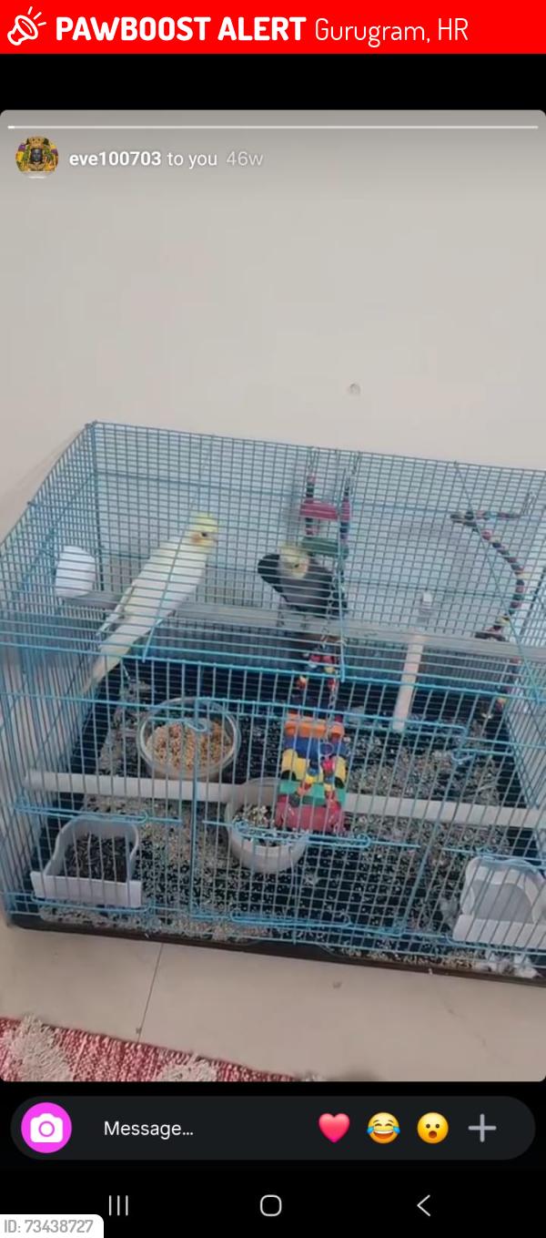 Lost Female Bird last seen Sector 24, Gurgaon, Gurugram, HR 