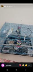 Lost Female Bird last seen Sector 24, Gurgaon, Gurugram, HR 