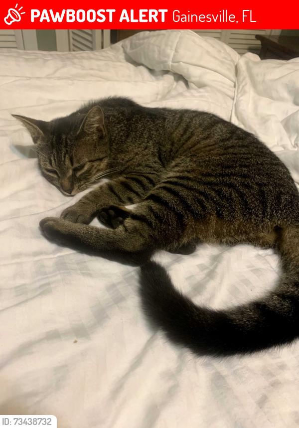 Lost Female Cat last seen Nw 42nd ave, Gainesville, FL 32605