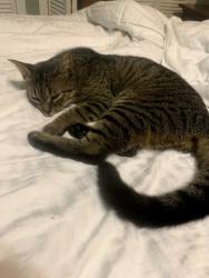 Lost Female Cat last seen Nw 42nd ave, Gainesville, FL 32605