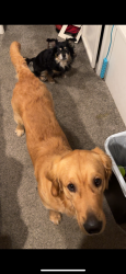 Reunited Male Dog last seen Faith home rd and fulkreth, Ceres, CA 95307
