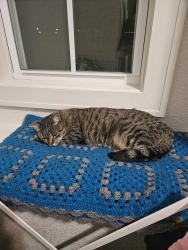 Lost Female Cat last seen Belmont Dr & Clear Creek Pkwy, Shawnee, KS 66226