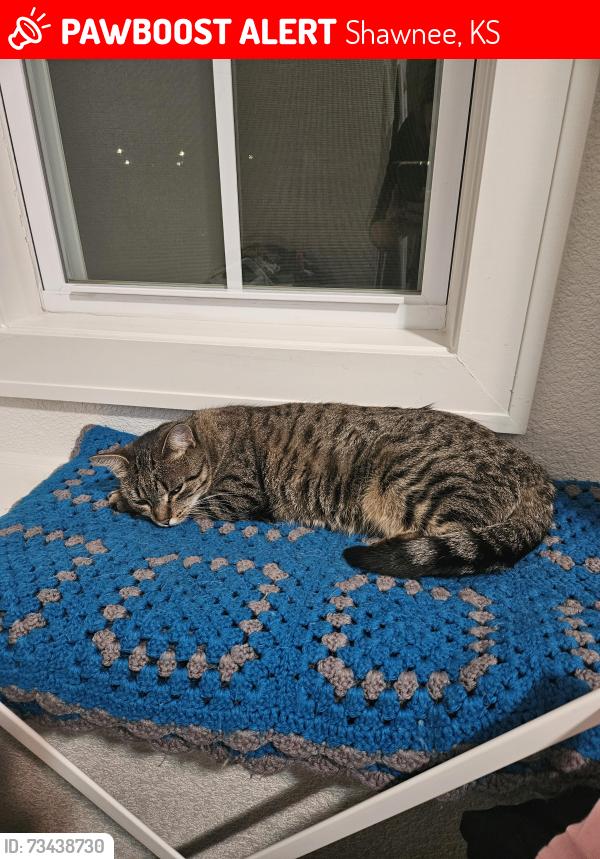 Lost Female Cat last seen Belmont Dr & Clear Creek Pkwy, Shawnee, KS 66226