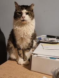 Reunited Male Cat last seen Near tremont street, Philadelphia, PA 19136