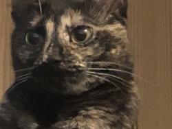 Lost Female Cat last seen West victory rd and Cole., Boise, ID 83709