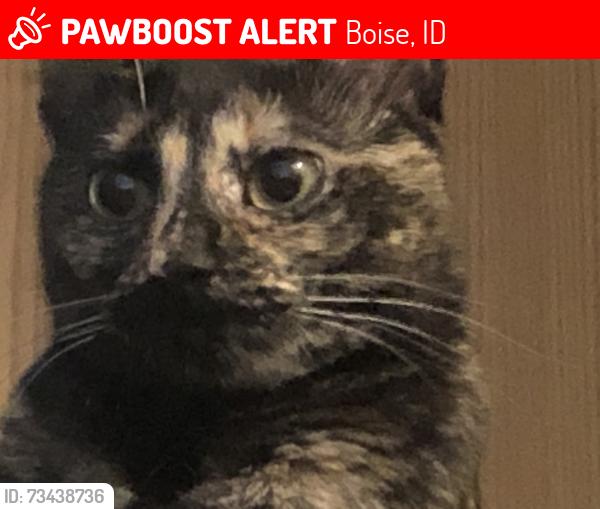 Lost Female Cat last seen West victory rd and Cole., Boise, ID 83709