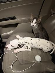 Lost Male Dog last seen Ave d n 7, Fort Pierce, FL 34950
