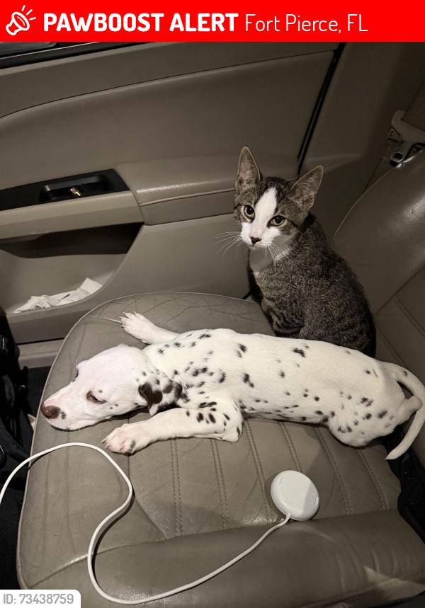 Lost Male Dog last seen Ave d n 7, Fort Pierce, FL 34950