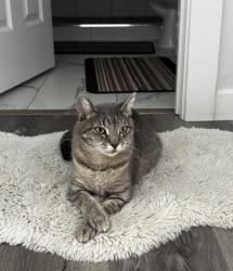 Lost Female Cat last seen S Weston creek loop Nampa, Nampa, ID 83686