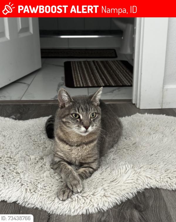 Lost Female Cat last seen S Weston creek loop Nampa, Nampa, ID 83686