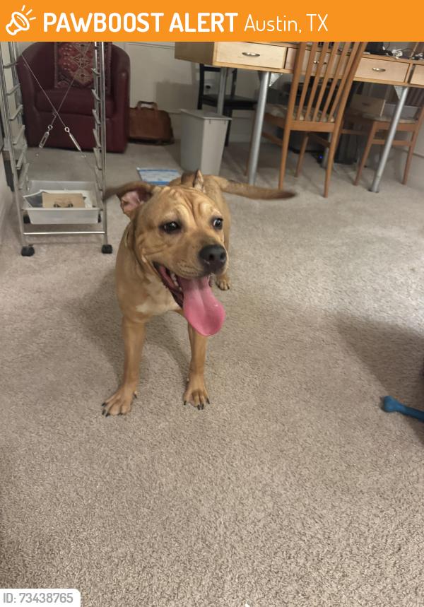 Found/Stray Female Dog last seen Near Monterey Oaks Blvd, Austin, TX 78749