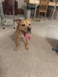 Found/Stray Female Dog last seen Near Monterey Oaks Blvd, Austin, TX 78749