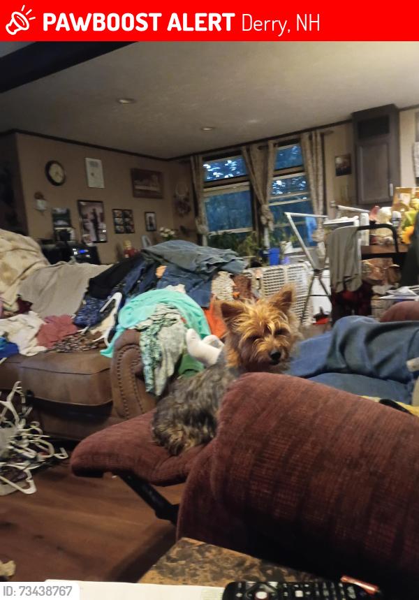 Lost Female Dog last seen Parker Springs Rd Lynn Arkansas, Derry, NH 03038
