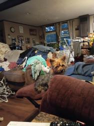 Lost Female Dog last seen Parker Springs Rd Lynn Arkansas, Derry, NH 03038