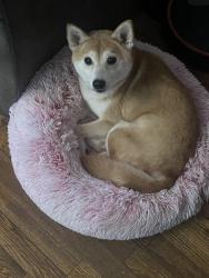 Reunited Female Dog last seen Lillie ave Braddock Pa, Braddock, PA 15104