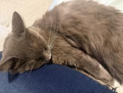 Found/Stray Unknown Cat last seen Hillside Court, Richmond, VA 23224