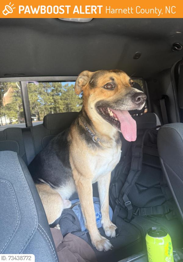 Found/Stray Male Dog last seen Forest dr, Harnett County, NC 28326