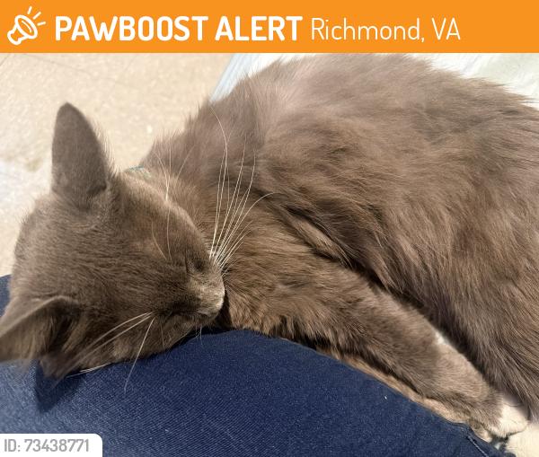 Found/Stray Unknown Cat last seen Hillside Court, Richmond, VA 23224