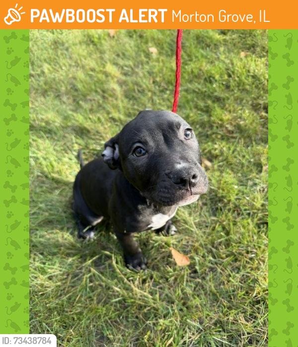 Found/Stray Male Dog last seen Hynes Elementary, Morton Grove, IL 60053