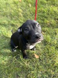 Found/Stray Male Dog last seen Hynes Elementary, Morton Grove, IL 60053